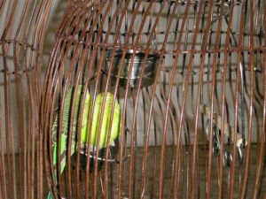 Miguelena Rivera détail