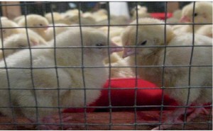 George Struikelblok. Groei