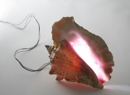 Blue Curry Conch on  2009