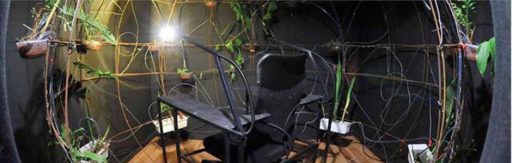 JUngle Sphère 1  Fondation Clément