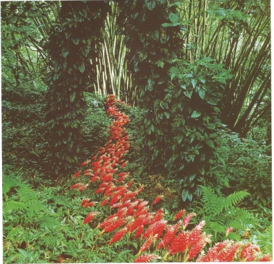 Nils Udo Alpinias Résidence du FRAC Martnique Ajoupa Bouillon1991