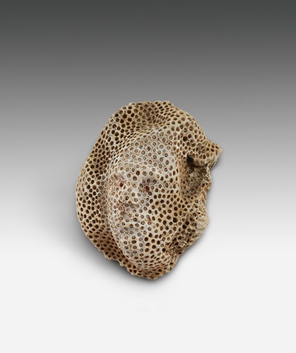 origines Caraïbe :Taïnos Kalinagos